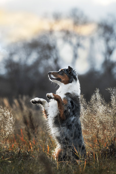 Australian Shepherd macht Männchen, Magdeburg